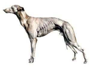 whippet thin